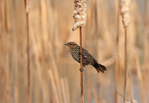 Spring Female Red Winged Blackbird
